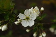 fiore di ciliegio