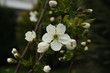 fiore di ciliegio