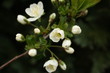 fiore di ciliegio