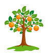 Vector: Orange-tree Orange-tree