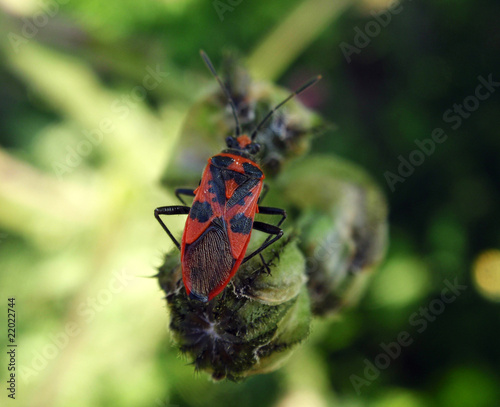 Photo: insect02 insect02