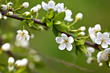 Apple Blossoms