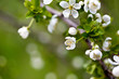 Apple Blossoms