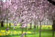 Cherry Blossoms