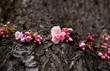 Cherry Blossoms