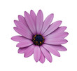 Margherita Viola