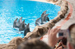 Dolphin show