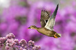Mallard And Crab Apple