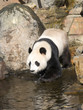 panda