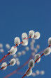 Pussy willow