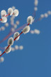 Pussy willow