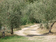 olive fields in Chianti, Tuscany