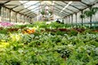 Plants in hothouse