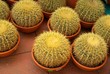 Cactuses in pots
