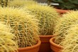 Cactuses in pots