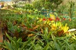 Plants in hothouse