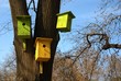 Starling-house