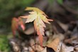 Photo: Baby maple Baby maple