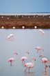flamands roses