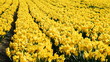 A Blaze of Yellow Daffodils A Blaze of Yellow Daffodils