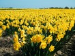 Rows of Yellow Daffodils Rows of Yellow Daffodils