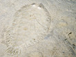 flatfish