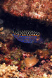 poisson coffre Pintade mâle