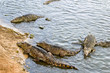 crocodiles in pond