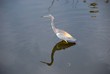 Tricolored Heron