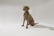 Hund, Weimaraner Kurzhaar