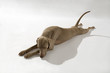 Hund, Weimaraner Kurzhaar