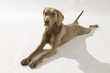 Hund, Weimaraner Kurzhaar