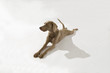 Hund, Weimaraner Kurzhaar