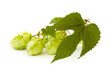 Photo: golden hops on white golden hops on white