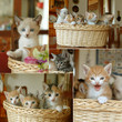 collage gattini nel cesto