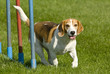 Beagle beim Slalom
