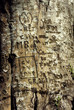 écorce d'arbre avec graffitis gravés