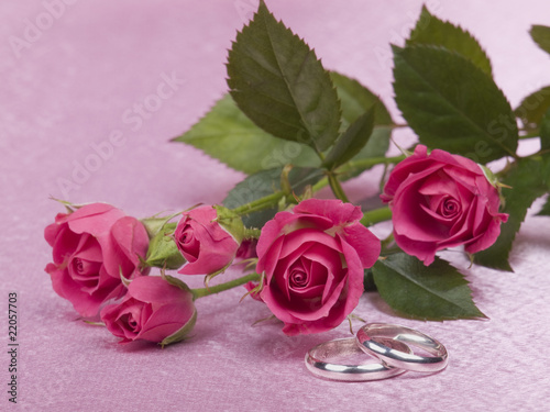 Silver wedding rings and roses on a pink background