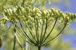 Gewürzfenchel