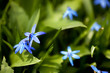 Spring Flowers