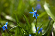 Spring Flowers