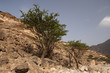 Frankincense tree