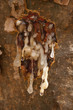 Frankincense tree in Dhofar mountain, Oman