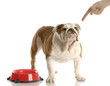 dog dinner time