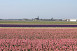 Fields with hyacints