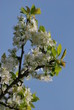 fleur de prunier