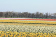 Yellow daffodils in a field