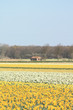 Dutch Floral industry