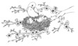 Vektor: Frühling, Vögel, Vogelnest, Vogel, Nachwuchs Frühling, Vögel, Vogelnest, Vogel, Nachwuchs