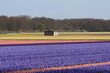 Shed in a flower field